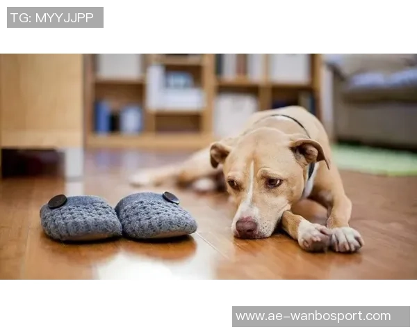 被麦卡甩后一个月他与我的朋友同居还带走了我的狗